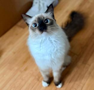 Bella, kitten, available for adoption