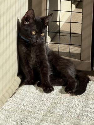 Bleu, kitten, available for adoption