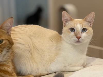 Two cats, one orange tabby and one cream colored cat with blue eyes, are resting on a surface.