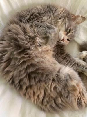 Ashes (& Marble), senior, available for adoption