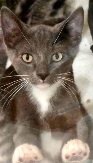 Boots, kitten, available for adoption