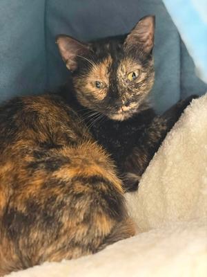 Belle (and Sebastian), young, available for adoption