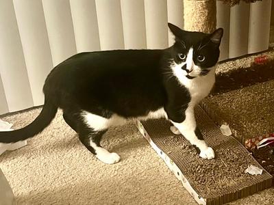 Bruce (& Papas), young, available for adoption