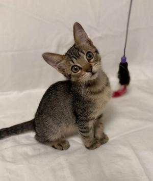 Belvie, kitten, available for adoption