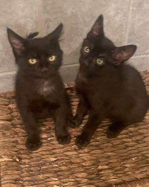 Ace and Axel, kitten, available for adoption