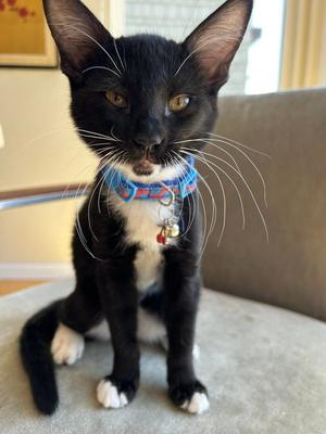 Cakester, kitten, available for adoption
