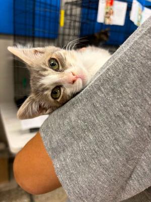 Apple, kitten, available for adoption
