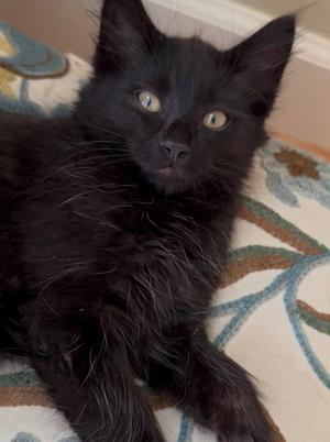 Boo, kitten, available for adoption