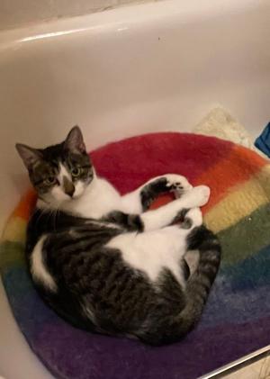 Bruiser, young, available for adoption