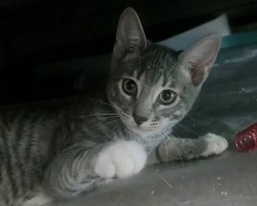 Bobs, kitten, available for adoption