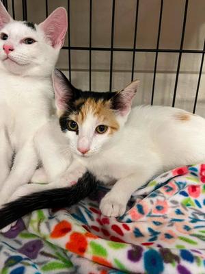 Bug (and Patch), kitten, available for adoption
