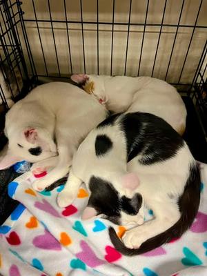 Bug (and Patch), kitten, available for adoption
