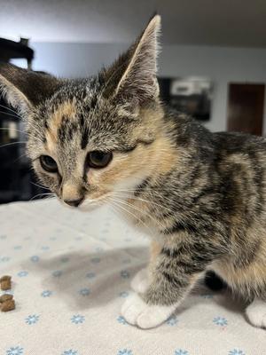 Anastasia (and Gabriel), kitten, available for adoption