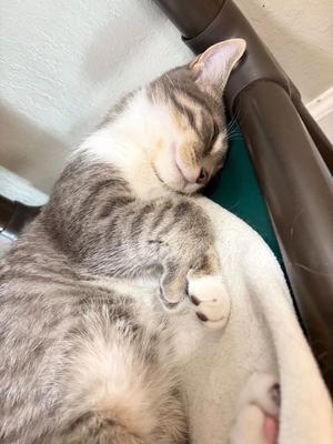 Ashkit, kitten, available for adoption