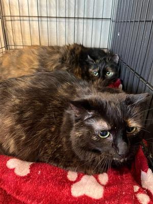 Big Cat and Lady Cat, senior, available for adoption