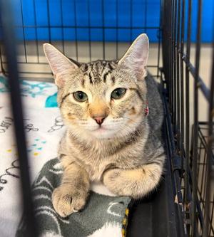 Belgian Waffle, kitten, available for adoption