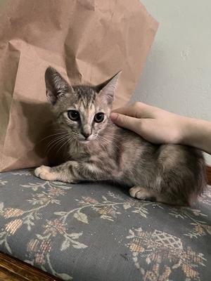 BUNNY AND OLIVE, young, available for adoption