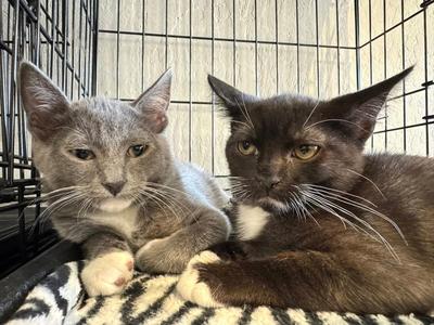 Arial, kitten, available for adoption
