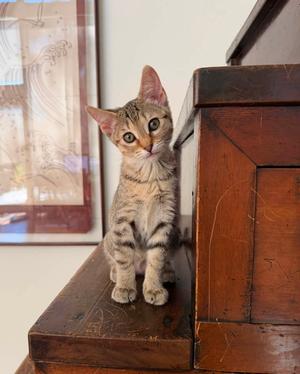 Beau Beau, kitten, available for adoption