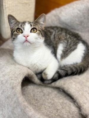 A gray and white cat with green eyes lying on a soft blanket