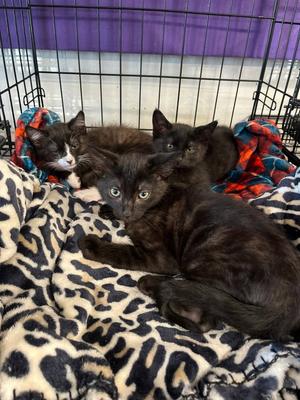 Bart, Siddhartha, Gordon, mom cat Flo, kitten, available for adoption