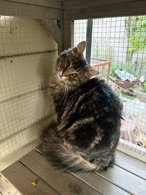 Babka, kitten, available for adoption
