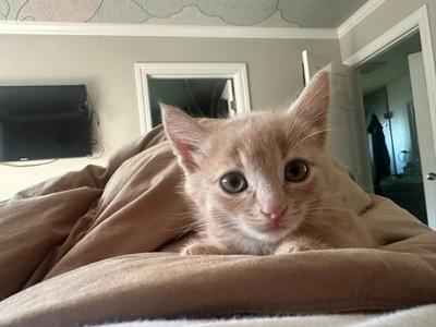 Blondie, kitten, available for adoption