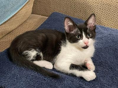 Betty, kitten, available for adoption