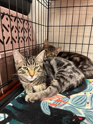 Buttermilk Biscuit, kitten, available for adoption