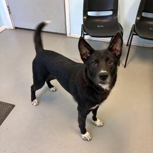 Nyah, Mixed Breed, young, available for adoption