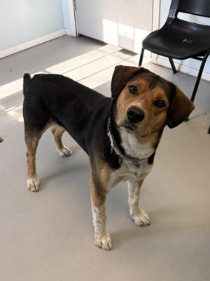 Clooney, Mixed Breed, adult, available for adoption