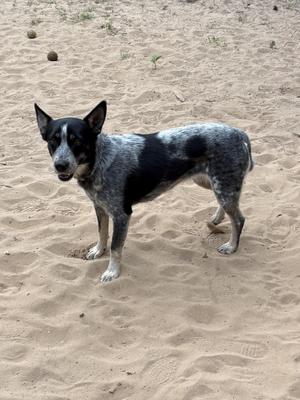 A black and white dog standing on a sandy beach.