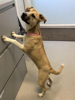 A tan-colored dog with white paws and chest stands on its hind legs, leaning against a gray cabinet.