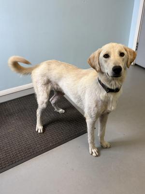 A light-colored dog standing on a mat, looking at the camera with a slightly tilted head.