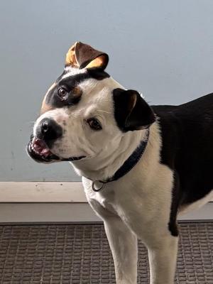 Tim Tam, Mixed Breed, young, available for adoption