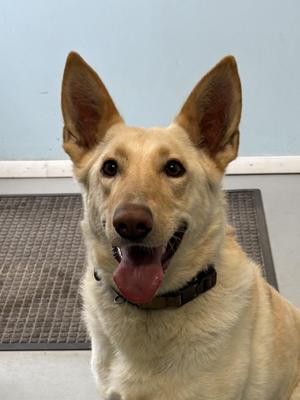 Aurora, Shepherd, adult, available for adoption