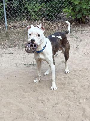 A brown and white dog with a blue collar is standing on a sandy surface, holding a black and brown toy in its mouth. The dog has a muscular build and is looking directly at the camera. The background features a chain-link fence and some greenery.