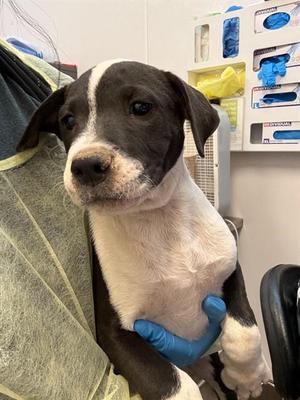 ACE*, Australian Cattle Dog / Blue Heeler / Mixed Breed, puppy, available for adoption