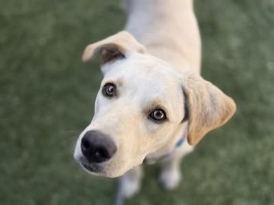 ANGEL*, Labrador Retriever / Mixed Breed, young, available for adoption