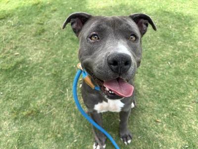 A gray and white pit bull mix dog smiling with its tongue out, standing on a green grass field while wearing a blue leash.