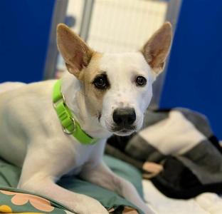 A white dog with brown patches on its ears and face, wearing a green collar, lying on a patterned blanket.