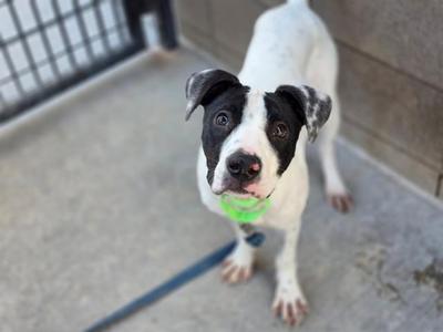A black and white puppy looking up at the camera while on a leash.