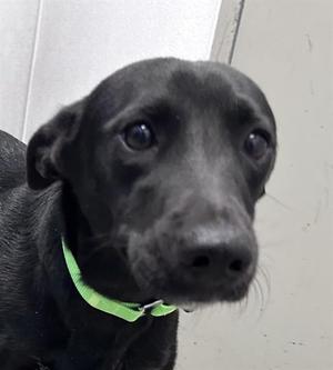 ANCHO*, Cardigan Welsh Corgi / Dachshund, young, available for adoption