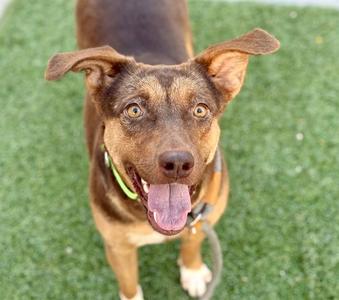 A brown and tan dog with its tongue out and ears perked up stands on a patch of artificial grass.