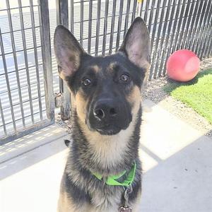 A close-up photograph of a German Shepherd dog wearing a green collar, looking directly at the camera in front of a metal fence and a red ball.