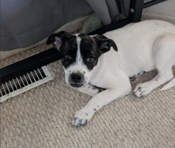 ADI, Pit Bull Terrier, puppy, available for adoption