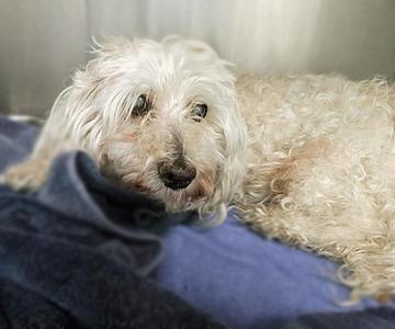 ANGEL, Maltese / Mixed Breed, senior, available for adoption