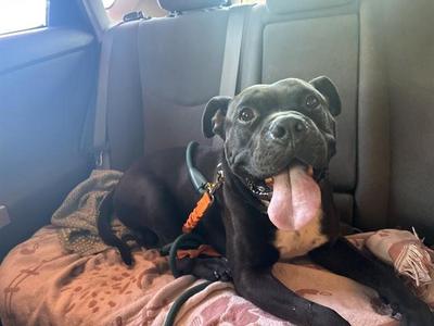 APOLLO, Pit Bull Terrier / Mixed Breed, adult, available for adoption