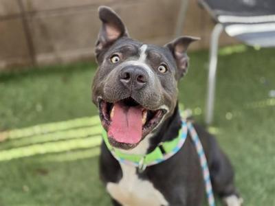 A happy gray and white dog with its mouth open, wearing a green collar and looking at the camera.