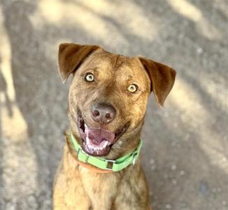 A brown dog with a green collar looking up at the camera with its mouth open, showing its teeth.